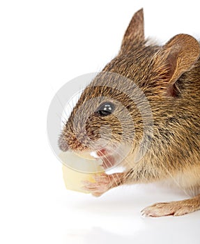 House mouse eating cheese (Mus musculus)