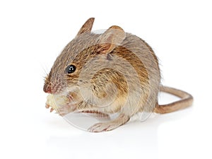House mouse eating cheese (Mus musculus) photo