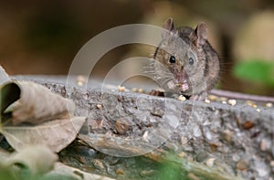 House Mouse Eating Dropped Birdseed