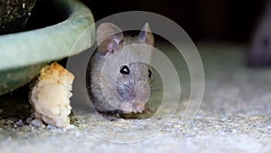 House mouse feeding on discarded cake in garden.