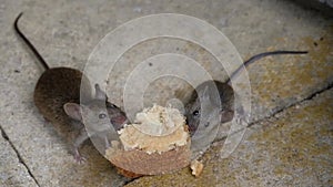 House mouse feeding on discarded cake in urban house garden.