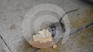 House mouse feeding on discarded cake in urban house garden.