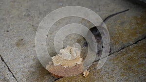 House mouse feeding on discarded cake in urban house garden.