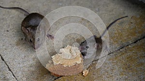 House mouse feeding on discarded cake in urban house garden.