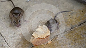 House mouse feeding on discarded cake in urban house garden.