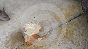 House mouse feeding on discarded cake in urban house garden.