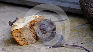 House mouse feeding on discarded cake in urban house garden.