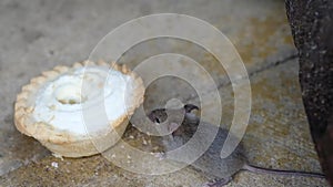 House mouse feeding on discarded cake in urban house garden.