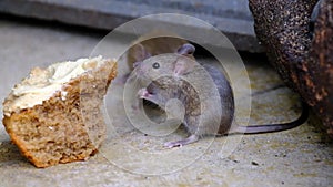 House mouse feeding on discarded cake in urban house garden.