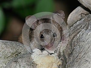 House mouse feeding on ornament in garden.