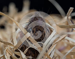 House mouse hides in wood wool