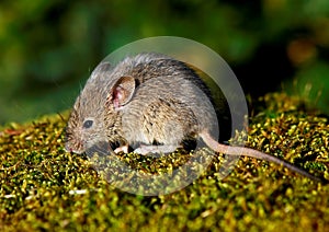 House Mouse (Mus musculus)