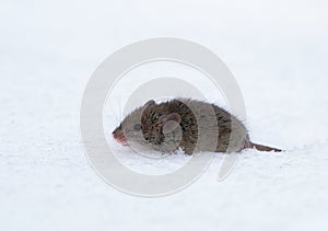 House Mouse (Mus musculus)