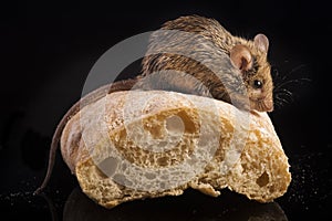 House mouse (mus musculus)