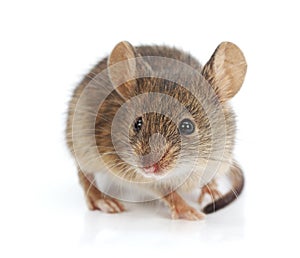 House mouse (Mus musculus)