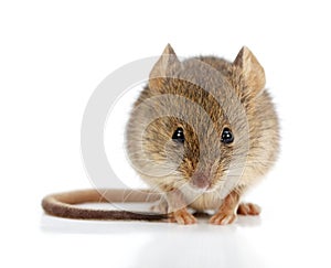 House mouse (Mus musculus)