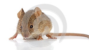 House mouse (Mus musculus)