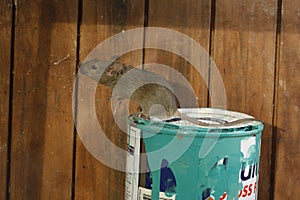 House mouse, Mus musculus,