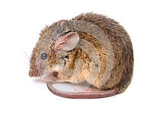 House mouse (Mus musculus)