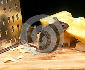 House Mouse, mus musculus, Adult Eating Emmental Cheese