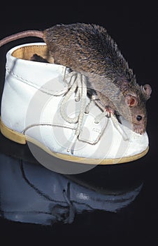 House Mouse, mus musculus, Adult standing in Baby Shoe