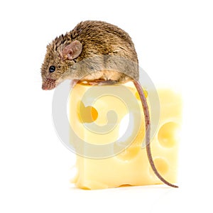 House mouse (Mus musculus) on big cheese