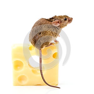 House mouse (Mus musculus) on big cheese photo