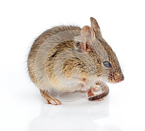 House mouse (Mus musculus) photo