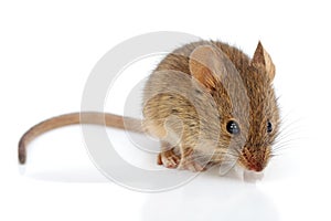 House mouse (Mus musculus)
