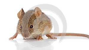 House mouse (Mus musculus) photo