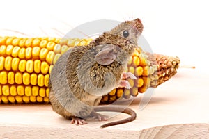 House mouse (Mus musculus) on corn photo