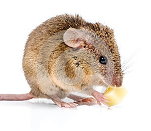 House mouse (Mus musculus) eating cheese