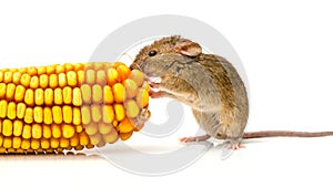 House mouse (Mus musculus) eating corn