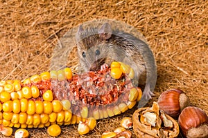 House mouse (Mus musculus) eating corn