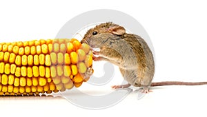 House mouse (Mus musculus) eating corn photo