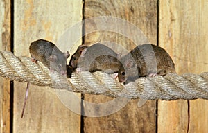 House Mouse, mus musculus, Group standing on Rope