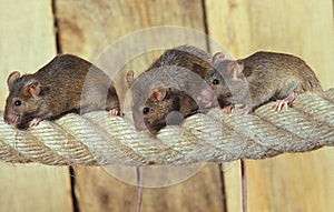 House Mouse, mus musculus, Group standing on Rope