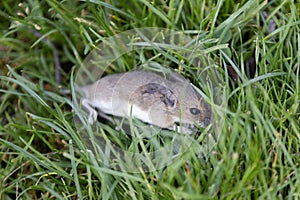 house mouse Mus musculus Hiding in grass from a cat in garden