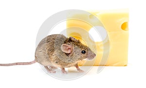 House mouse (Mus musculus) near cheese