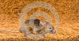 House mouse (Mus musculus) running