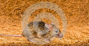 House mouse (Mus musculus) running photo