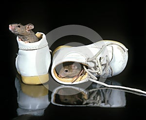 House Mouse, mus musculus standing in Baby`s Shoe