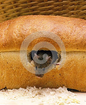 House Mouse, mus musculus standing in Bread