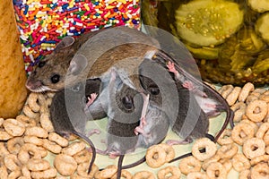 A house mouse, Mus musculus, with a suckling brood.