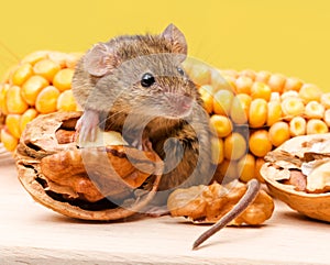 House mouse (Mus musculus) with walnut and corn