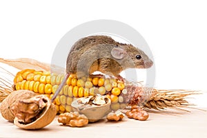 House mouse (Mus musculus) with walnut and corn