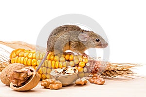 House mouse (Mus musculus) with walnut and corn photo