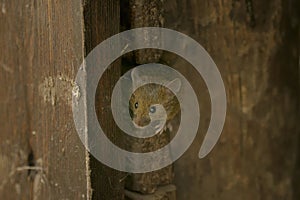 House mouse, musculus domesticus