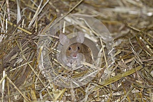 House mouse, musculus domesticus
