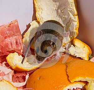 House mouse on peeled fruit rinds